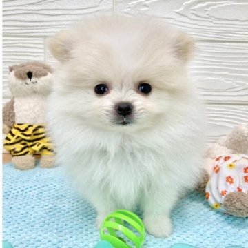 ポメラニアン【滋賀県・男の子・2024年4月13日・クリーム&ホワイト】の写真「人が大好き甘えん坊さん🍼💘」