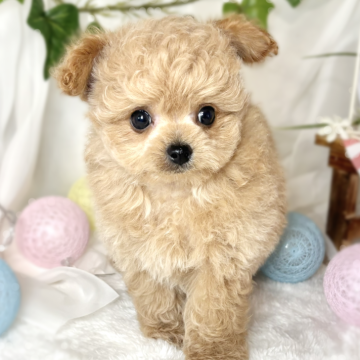 チワプー(チワワ×トイプードル)【滋賀県・男の子・2024年5月6日・アプリコット】の写真「愛想良しな元気っこ🐶🌷」