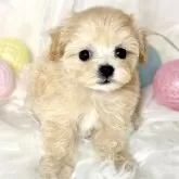 マルプー(トイプードル×マルチーズ)【滋賀県・女の子・2024年8月11日・アプリコット】の写真1