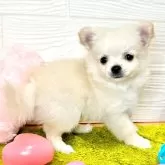 ポメチワ(ポメラニアン×チワワ)【滋賀県・女の子・2024年2月15日・クリーム】の写真2