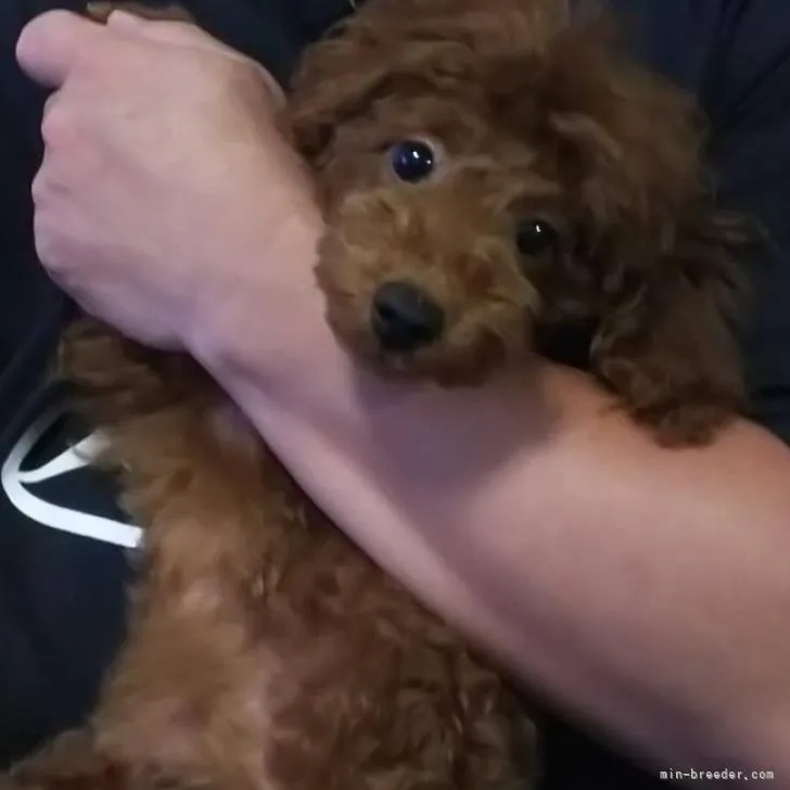 T.K 様のお迎えした子犬