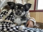 チワワ(ロング)【鹿児島県・女の子・2024年11月26日・ブラックタン】の写真4