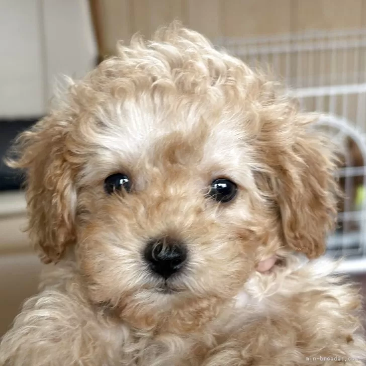 ID:2503-05948の子犬