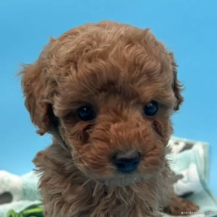 ID：2412-06149の子犬