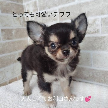 チワワ(スムース)【鹿児島県・男の子・2025年9月12日・ブラックタン】の写真「人懐こくしっかりと元気に育っています！」