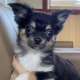 チワワ(ロング)【鹿児島県・女の子・2024年11月26日・ブラックタン】の写真1「抱っこが大好きなチワワちゃんです」