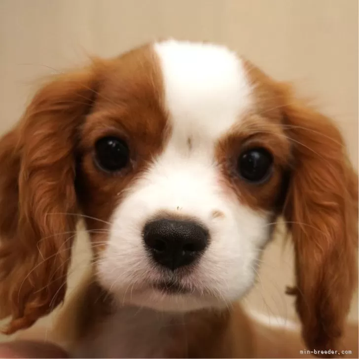 ID:2406-07164の子犬