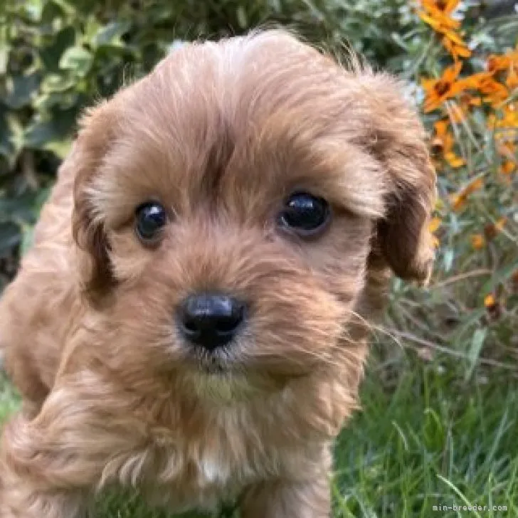 Y.A 様のお迎えした子犬