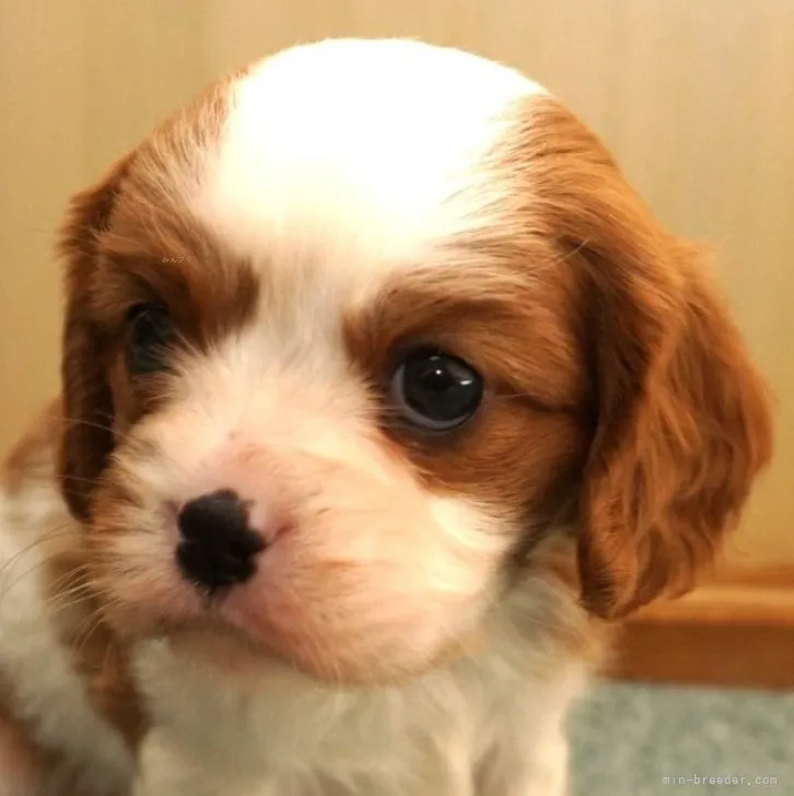ID:2311-05181の子犬