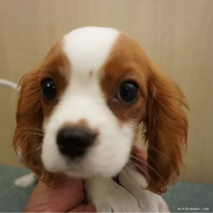 ID:2406-02570の子犬