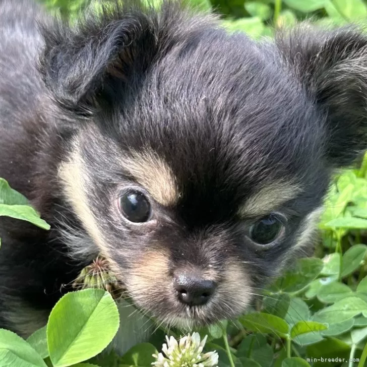 ID:2406-02641の子犬