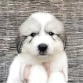 グレートピレニーズ