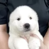 グレートピレニーズ