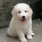 グレートピレニーズ