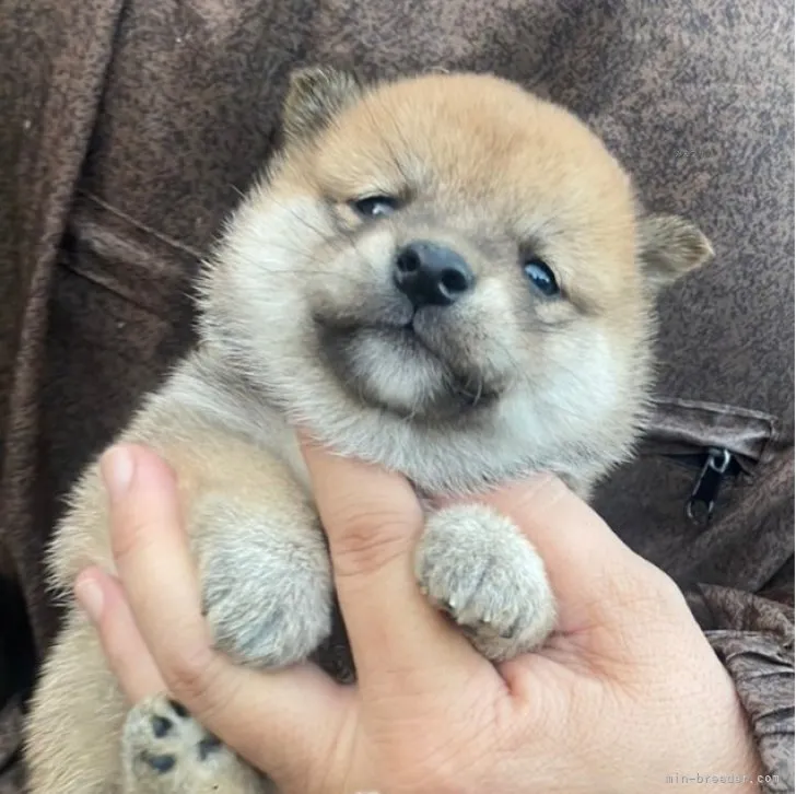 サクラさん 様のお迎えした子犬