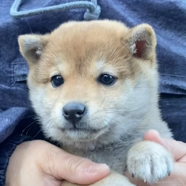 ID：2401-01587の子犬