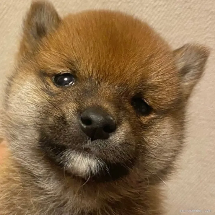 ID：2304-00304の子犬