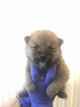 柴犬(豆柴)【宮崎県・男の子・2020年3月10日・赤】の写真「両親豆柴認定犬❗とにかくカワイイ」