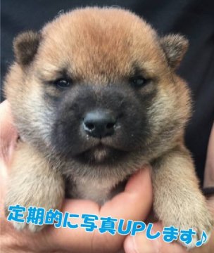 柴犬(豆柴)【宮崎県・男の子・2020年4月18日・赤色】の写真「4月18日生まれ赤毛の男の子です。」