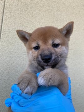 柴犬(標準サイズ)【宮崎県・女の子・2020年8月27日・赤毛】の写真「両親遺伝子検査クリア
小柄な柴犬、元気な良い子❣」