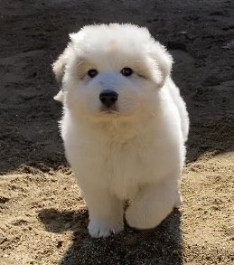 グレートピレニーズ【宮崎県・男の子・2021年10月21日・マーキング】の写真「父犬チャンピオン直子
両親遺伝子検査クリア」
