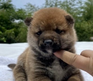 柴犬(豆柴)【宮崎県・男の子・2022年4月15日・赤毛】の写真「両親遺伝子検査クリア
赤毛の男の子です」