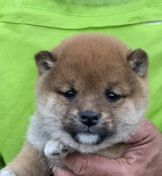 柴犬(豆柴)【宮崎県・男の子・2022年1月27日・赤】の写真「両親遺伝子検査クリア元気いっぱい人が大好き」