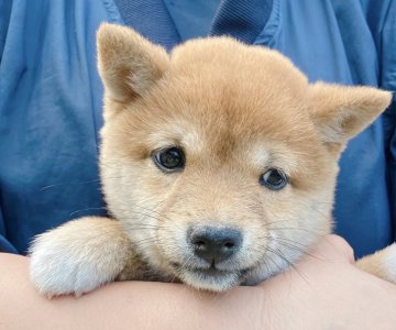 柴犬(豆柴)【宮崎県・女の子・2022年2月1日・赤】の写真「両親遺伝子検査クリア
元気いっぱい人が大好き」