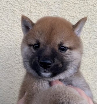 柴犬(豆柴)【宮崎県・男の子・2021年7月15日・赤】の写真「両親遺伝子検査クリアです。男の子二人兄弟です。」