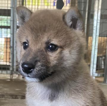 柴犬(標準サイズ)【宮崎県・男の子・2022年9月1日・赤毛】の写真「両親遺伝子検査クリア
3兄弟の次男坊」