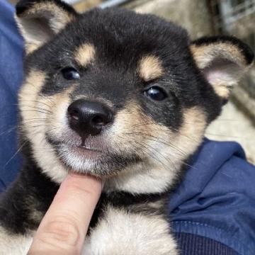 柴犬(豆柴)【宮崎県・男の子・2022年7月15日・黒毛】の写真「両親遺伝子検査クリア
元気いっぱい人が大好き」