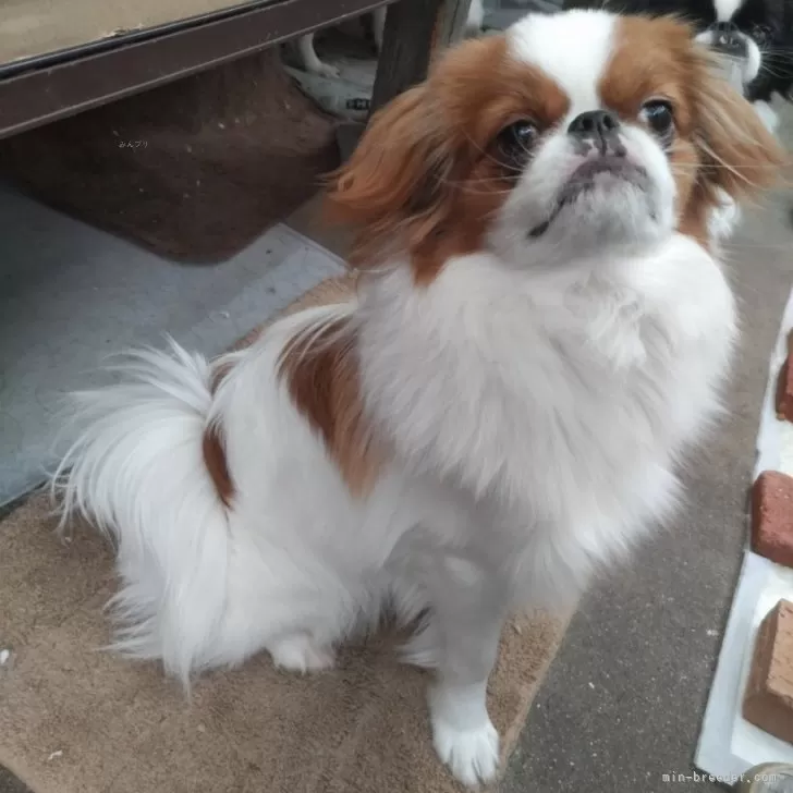 ID:2402-02743の子犬