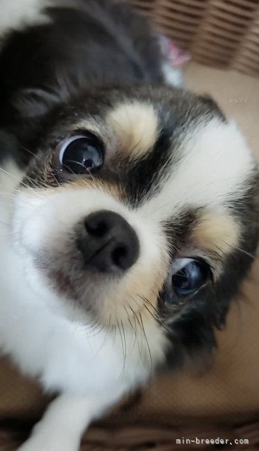 岡田　真登香(おかだ　まどか)ブリーダー(茨城県・チワワ(スムース)など・JKC登録)の紹介写真2