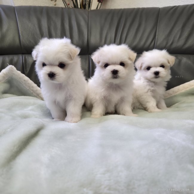 岡田　真登香(おかだ　まどか)ブリーダー(茨城県・チワワ(スムース)など・JKC登録)の紹介写真8