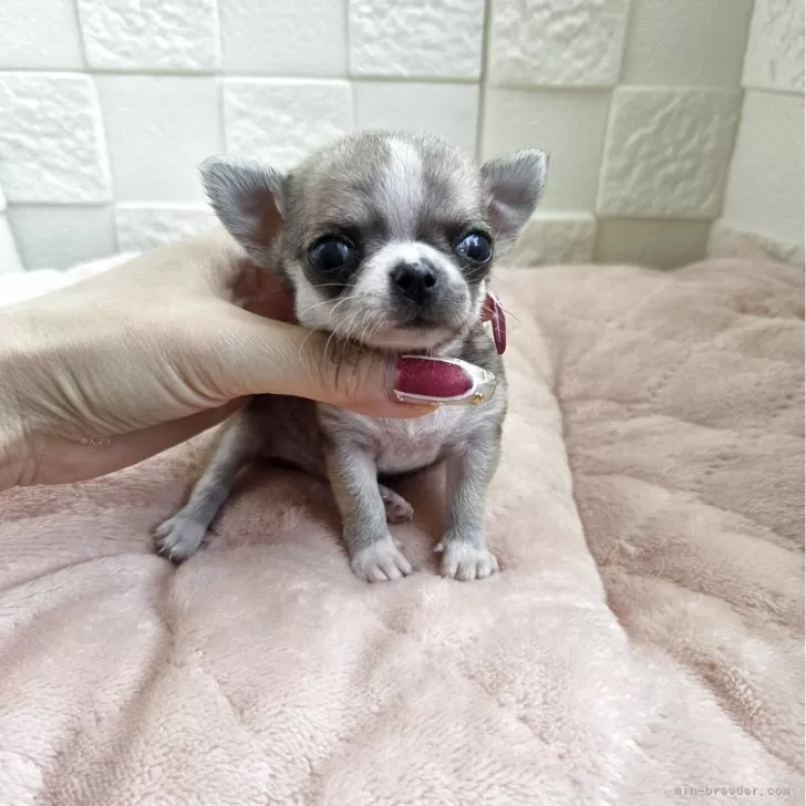 R.Ｉ 様のお迎えした子犬