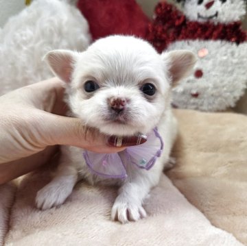 チワワ(ロング)【茨城県・女の子・2025年11月7日・ホワイト&クリーム】の写真「白くてふわふわな可愛い女の子✨🎄✨」