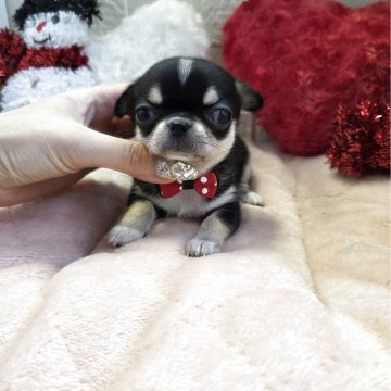 チワワ(スムース)【茨城県・女の子・2025年10月10日・ブラックタン&ホワイト】の写真「ムチムチちゃん🌼頭丸くておめめくりくり🌼」