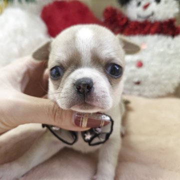 チワワ(スムース)【茨城県・男の子・2025年11月9日・レッド&ホワイト】の写真「むちむちボディーでブルドッグ顔？のイケメンくん」