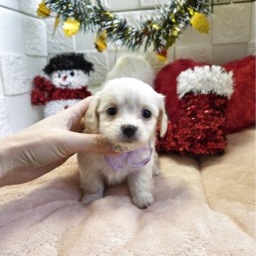 チワックス(チワワ×ダックスフンド)【茨城県・女の子・2025年10月4日・クリーム】の写真「🌼紹介文を読んでください！🌼見学30日までです」