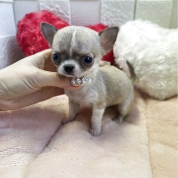 チワワ(スムース)【茨城県・女の子・2025年9月19日・レッド&ホワイト】の写真「🌼とっても小さな女の子🌼手と比べてみました🌼」