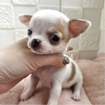 チワワ(スムース)【茨城県・女の子・2025年4月20日・ホワイト&レッド】の写真「個性的な柄です✨」