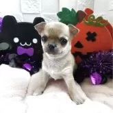 チワワ(スムース)