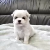 マルチーズ