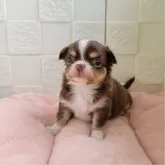 チワワ(ロング)【茨城県・男の子・2024年10月4日・チョコレートタン&ホワイト】の写真1