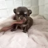 チワワ(ロング)