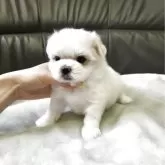 マルチーズ