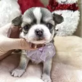 チワワ(ロング)