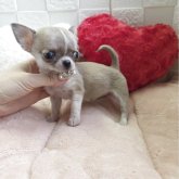 チワワ(スムース)