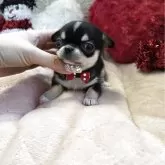 チワワ(スムース)【茨城県・女の子・2025年10月10日・ブラックタン&ホワイト】の写真2