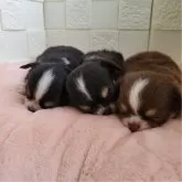 チワワ(ロング)【茨城県・男の子・2024年10月4日・チョコレートタン&ホワイト】の写真5